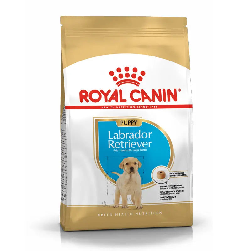 Puppy Labrador Retriever 12 kg