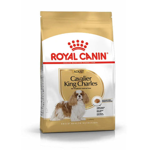 Adult Cavalier King Charles