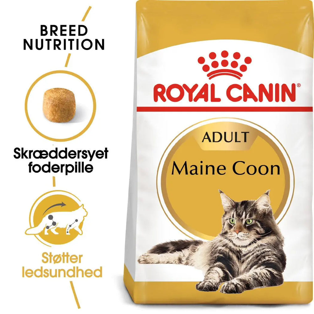 Adult Maine Coon