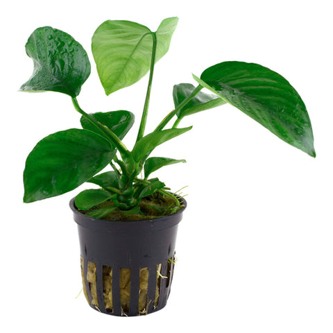 Anubias barteri var. Caladiifolia Nr.8potte