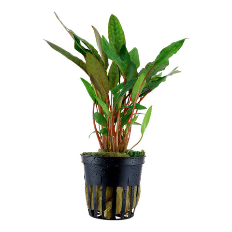 Cryptocoryne beckettii 'Petchii' Nr.7 potte