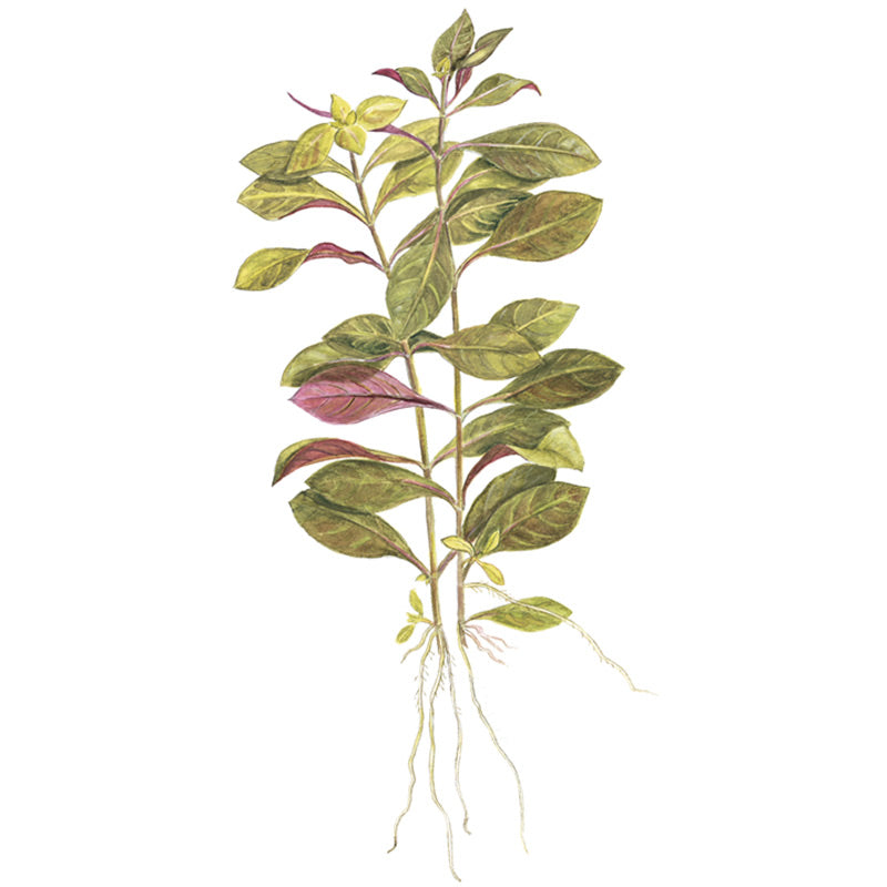 Ludwigia repens 'Rubin' Nr.7 potte