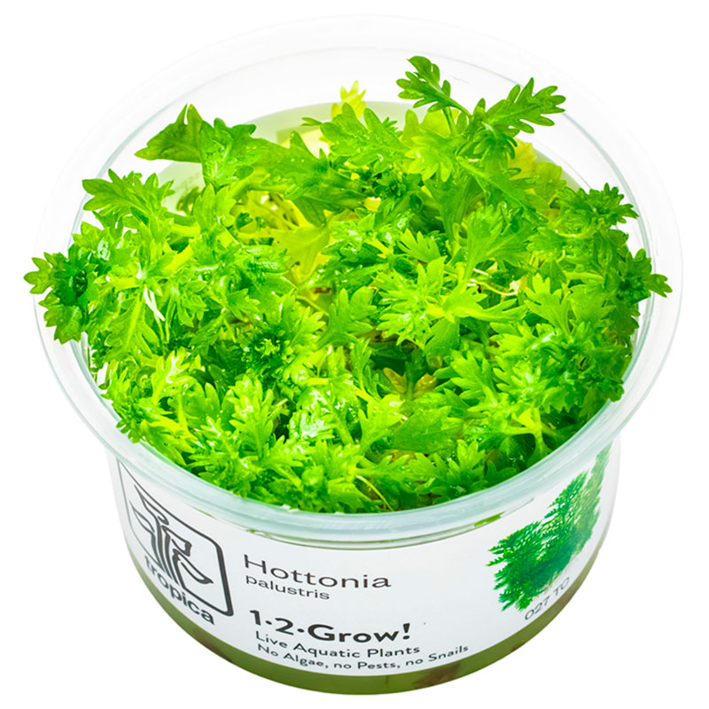 Hottonia Palustris Nr.8 1-2-Grow!