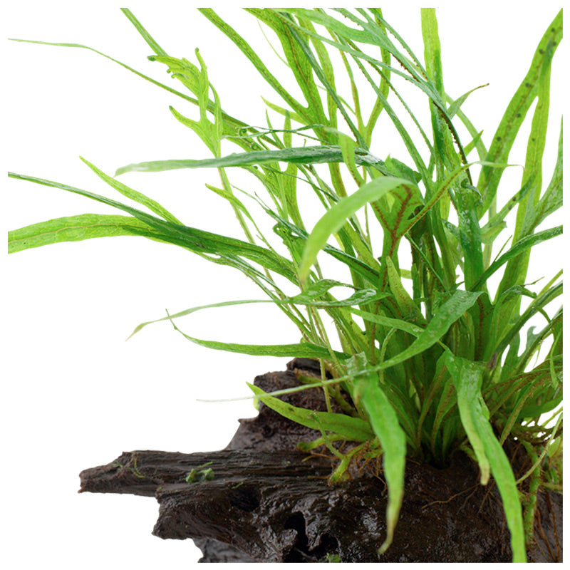 Microsorum pteropus 'Trident' Nr.11 ca. 15-20 cm på rod