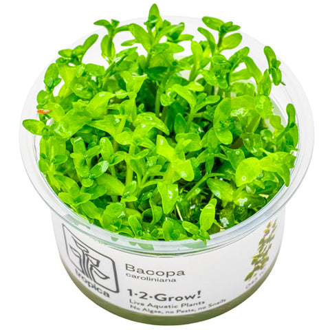 Bacopa caroliniana Nr.8