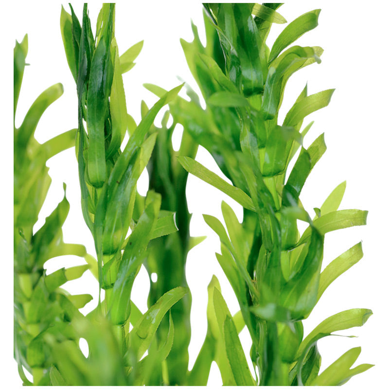 Egeria dinsa