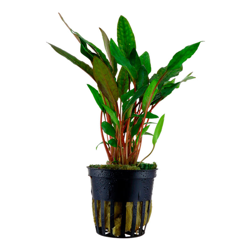 Cryptocoryne beckettii 'Petchii' Nr.8 ca. 10-15 cm